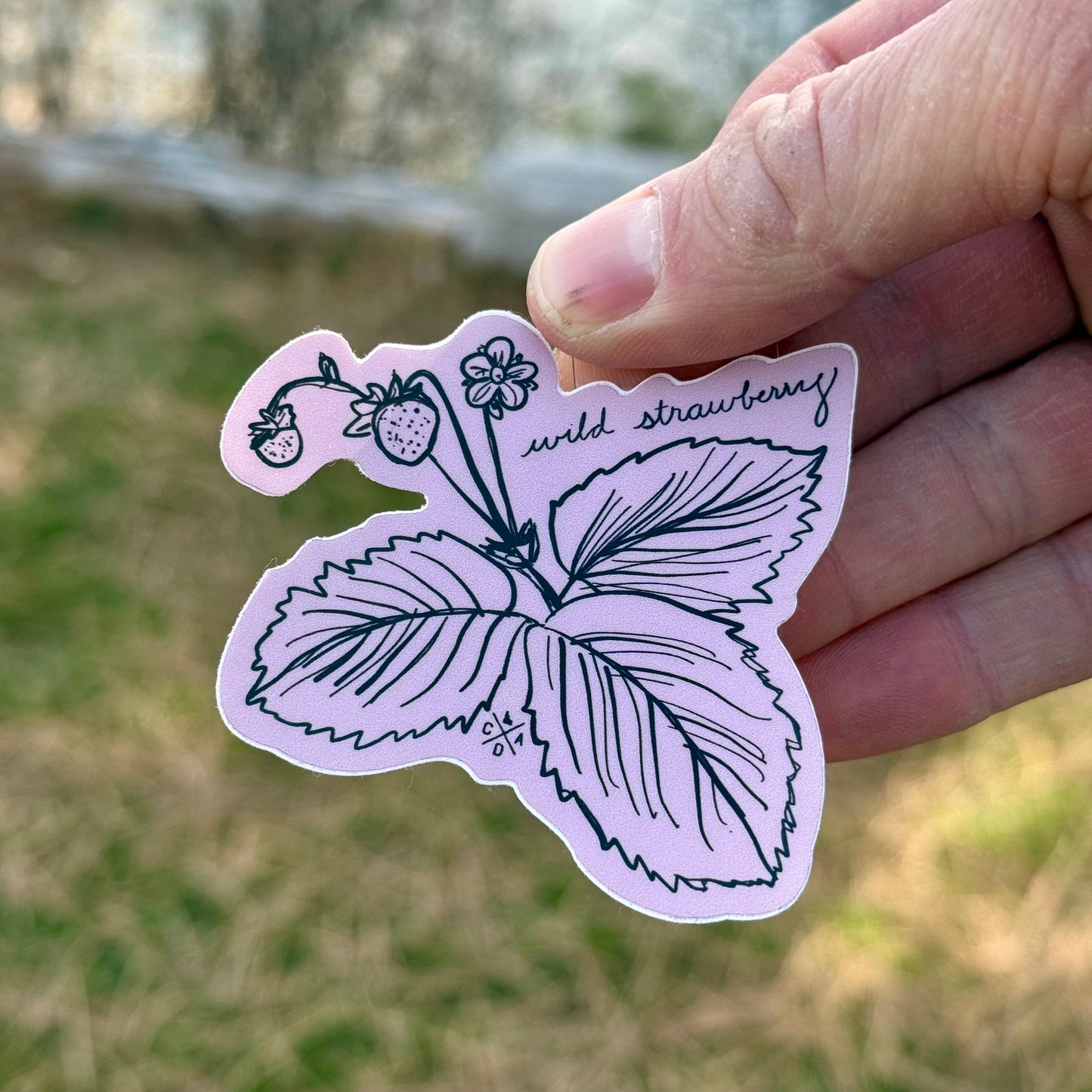 Idaho Native Plants: Wild Strawberry Sticker