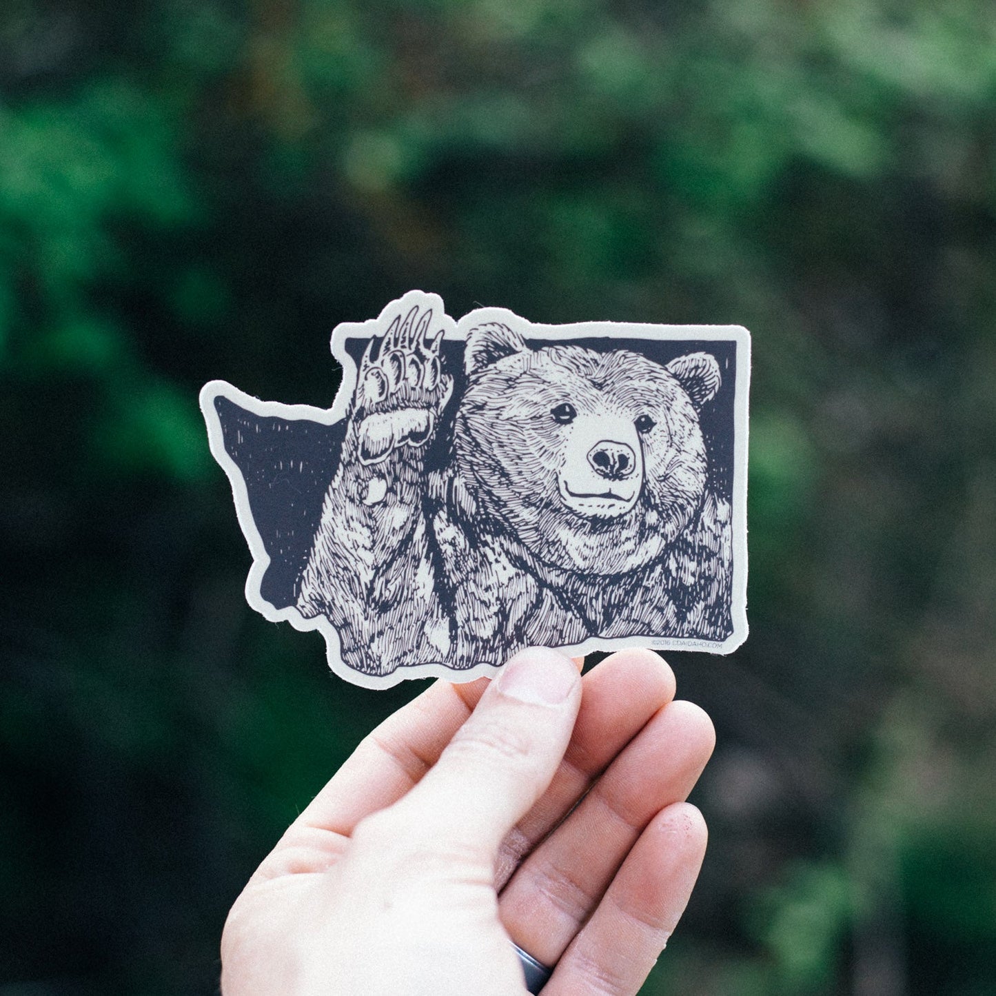 Washington Bear Wave Sticker