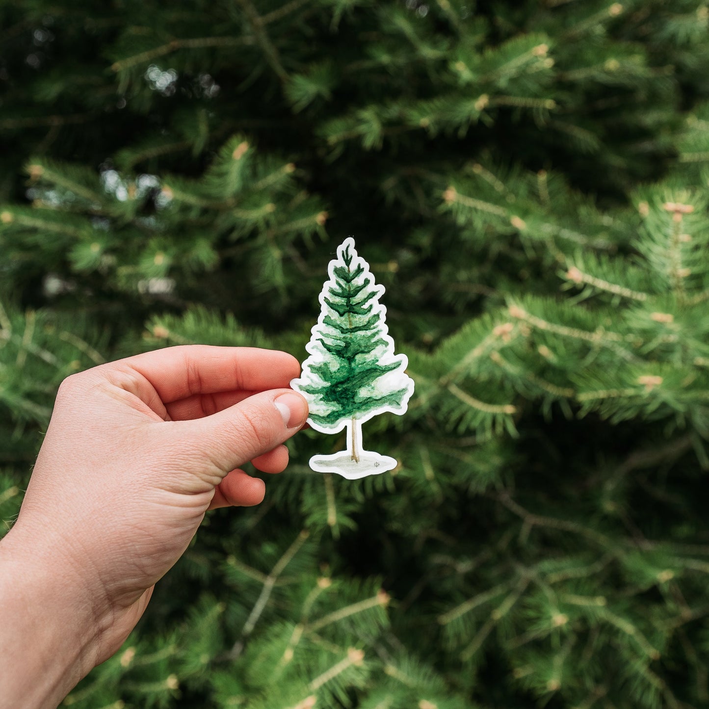 Watercolor Pine Tree Sticker